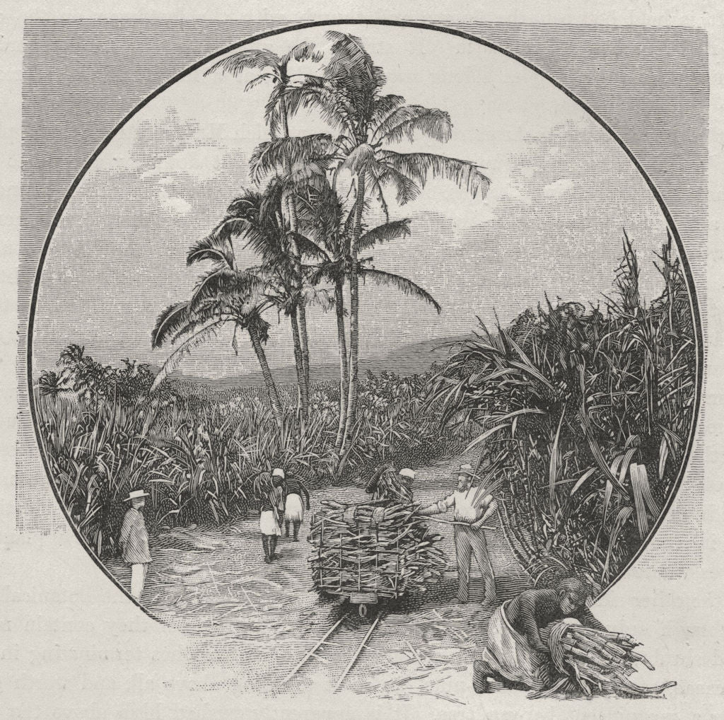 A Sugar-cane Plantation. Fiji 1890 old antique vintage print picture